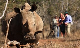 Rhino Tracking